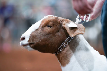 Collar with prong chain