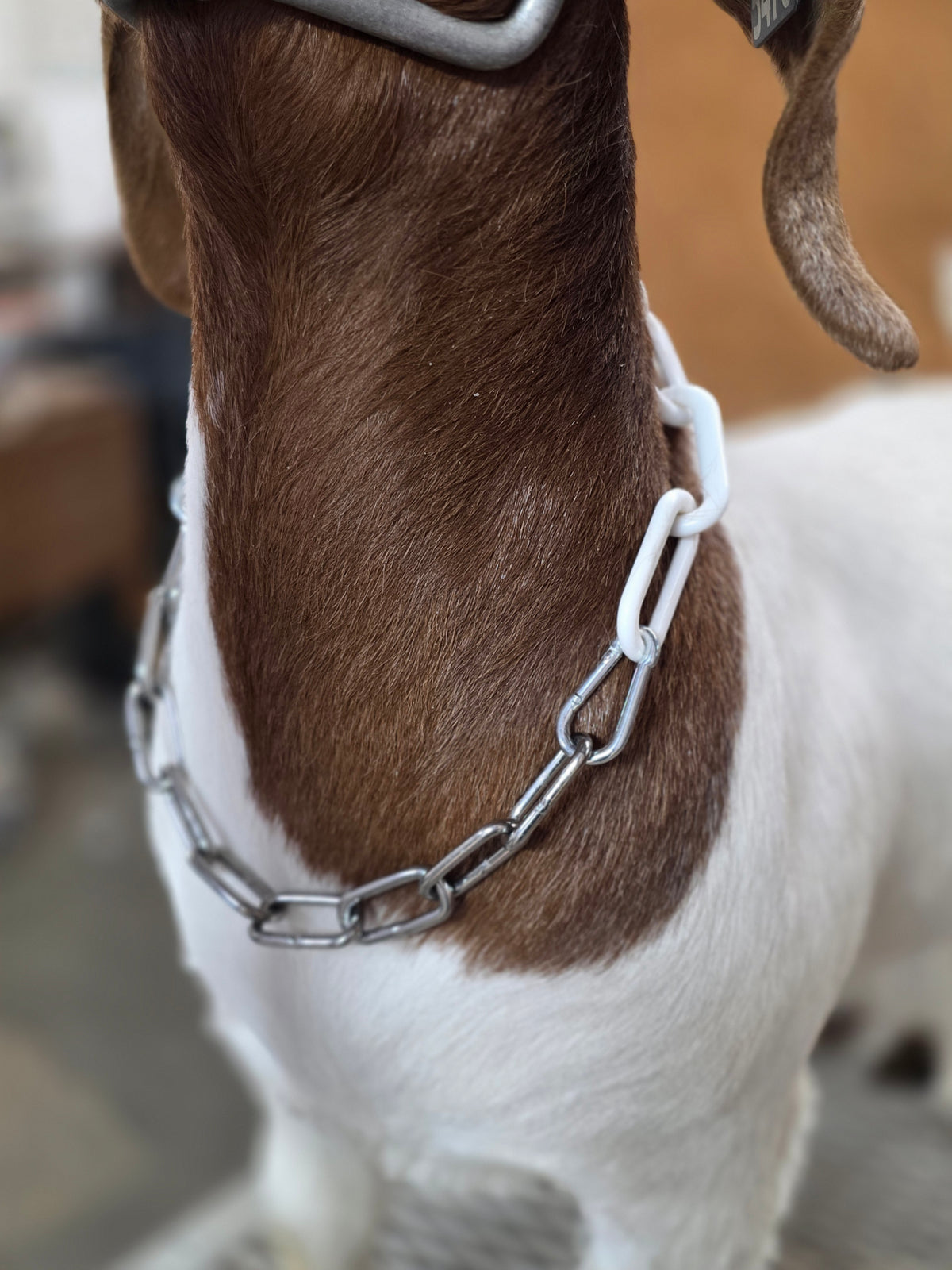 Collar with standard link chain